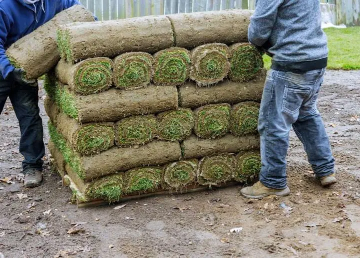 Sod installation process