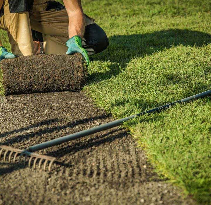 manually installation of sod grass for lawns
