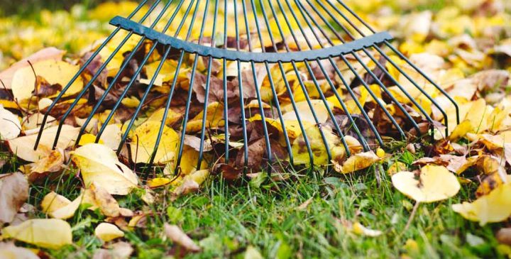 cleaning fallen leaves using a rake
