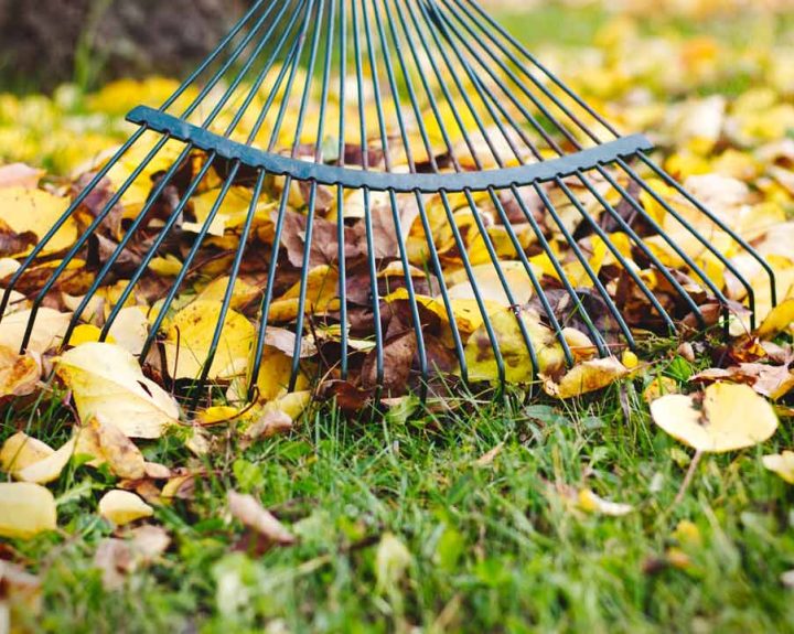 cleaning fallen leaves using a rake